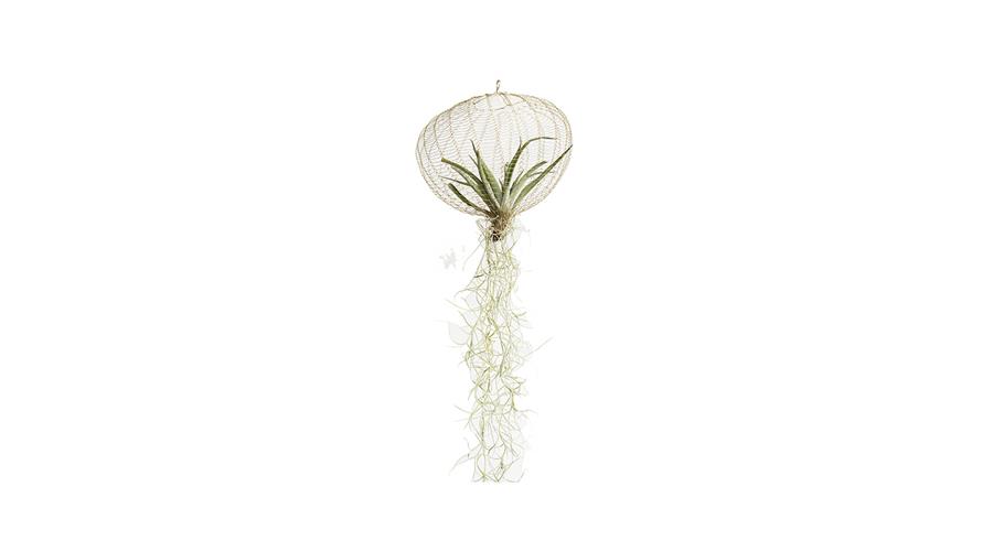 Just-White-Air-Plant-2