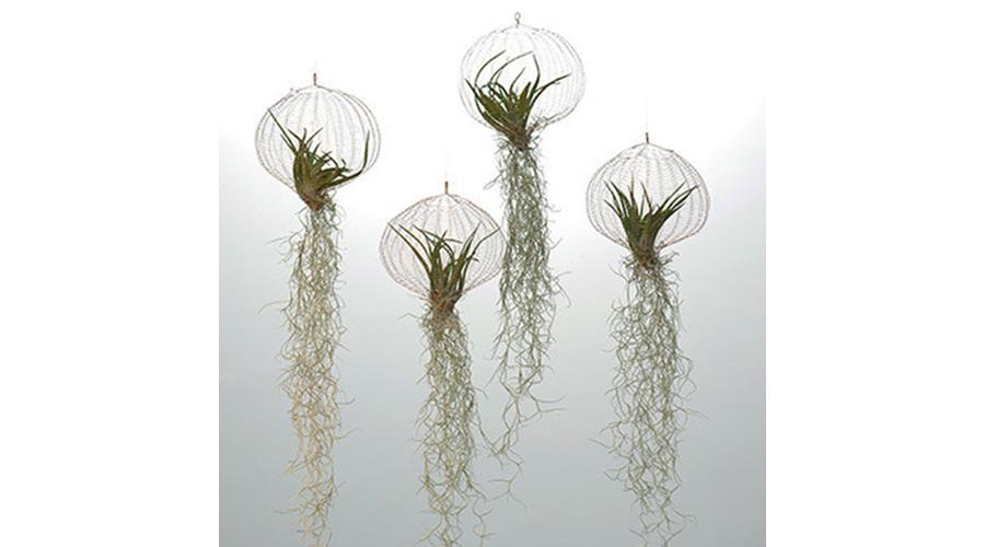 goeds-air-planting-carolijn-slottje-tillandsia-facebook_grande